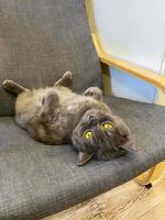 The gray cat lies in a chair. photo