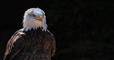 Eagle in English park photo