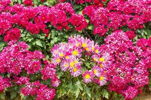 pink Chrysanthemum flowers in garden photo