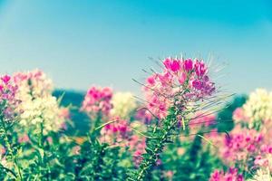 Pink spider flower agent blue sky photo