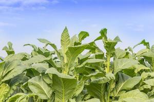 Field of Nicotiana tabacum photo