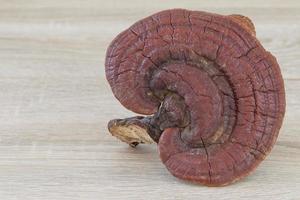 Ganoderma Lucidum Mushroom on wood background photo