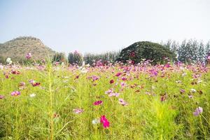 Blooming pink cosmos flowers photo