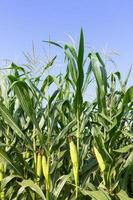 Closeup Corn on the stalk photo