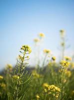 Rapeseed flower branch in blue sky photo