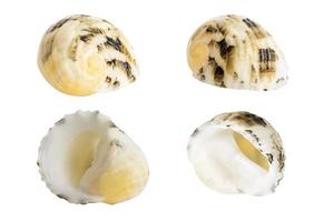 Close-up Marine sea shell isolated photo