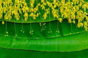 Ratchapruek or Golden shower flower which is symbol for Thailand Songkran festival hanging on banana leaves background. photo