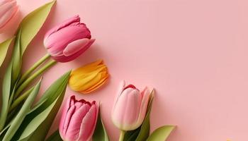 Spring tulip flowers on pink background top view in flat lay style. photo