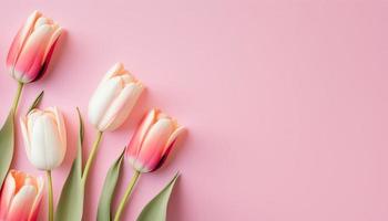 Spring tulip flowers on pink background top view in flat lay style. photo