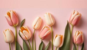 Spring tulip flowers on pink background top view in flat lay style. photo
