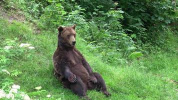 Brown bear Ursus arctos in the forest photo