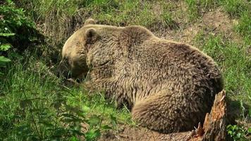 marrón oso ursus arctos en el bosque foto