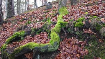 Tree roots with ground covered with moss in forest photo