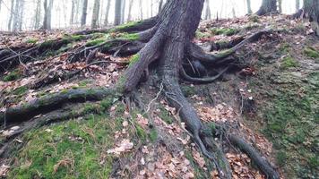 Tree roots with ground covered with moss in forest photo