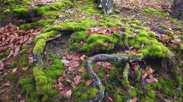 Tree roots with ground covered with moss in forest photo