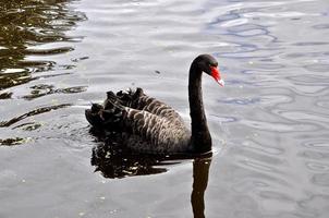 Native Black Swan of Australia photo