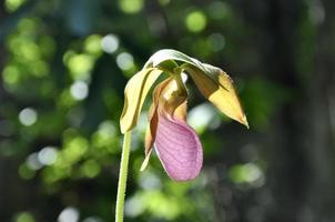 Wild pink Lady Slipper orchid photo
