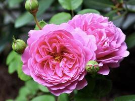 Princess Anne shrub rose photo