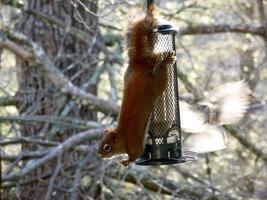 American Red Squirrel on bird feeder photo