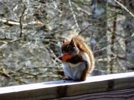 American Red Squirrel eating an apple photo