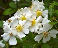 Exotic Invasive Multiflora Rose photo