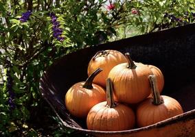 Fall pumpkins in wheelbarrow photo