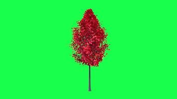 Tree isolated on green background video