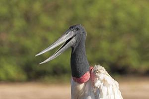 Close view of the open mouth of a Jabiru photo