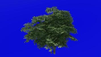 Tree animation - kermes oak tree - quercus coccifera - green screen chroma key - small 3a - summer spring video