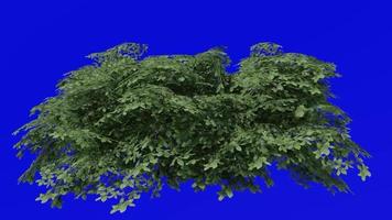 Tree animation - kermes oak tree - quercus coccifera - green screen chroma key - small 2b - summer spring video