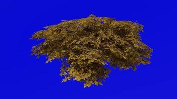 Tree animation - kermes oak tree - quercus coccifera - green screen chroma key - small 2c - autumn fall video