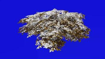 Tree animation - kermes oak tree - quercus coccifera - green screen chroma key - small 2c - winter snow video