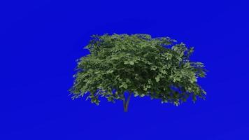 Tree animation - kermes oak tree - quercus coccifera - green screen chroma key - small 1c summer spring video