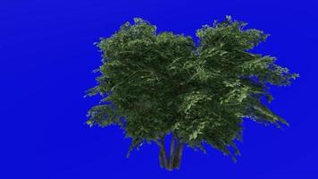 Tree animation - kermes oak tree - quercus coccifera - green screen chroma key - small 3c - summer spring video