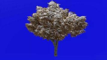 Tree animation - kermes oak tree - quercus coccifera - green screen chroma key - large 1a - winter snow video