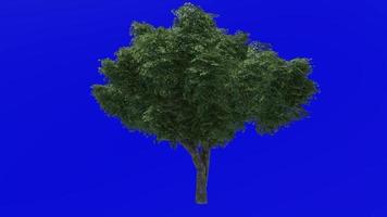 boom animatie - kermes eik boom - quercus coccifera - groen scherm chroma sleutel - groot 1a - zomer voorjaar video