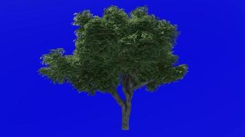 Tree animation - kermes oak tree - quercus coccifera - green screen chroma key - large 2a - summer spring video