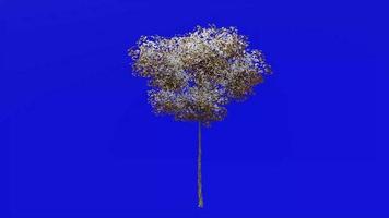 Tree animation - konara oak tree - jolcham oak - quercus serrata - green screen chroma key - small 2b - winter snow video