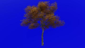 árbol animación - konara roble árbol - jolcham roble - quercus serrata - verde pantalla croma llave - grande 1a - otoño otoño video