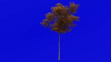 Tree animation - konara oak tree - jolcham oak - quercus serrata - green screen chroma key - small 1a - autumn fall video