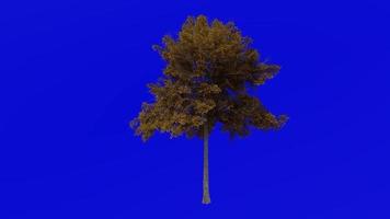 arbre animation - écorce de dentelle orme - chinois orme - ulmus parvifolia - vert écran chrominance clé - grand 1b - l'automne tomber video