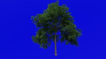 Tree Animation - lacebark elm - chinese elm - ulmus parvifolia - green screen chroma key - big 1a - summer spring video