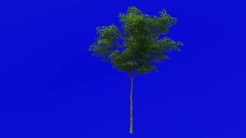 Baum Animation - - Konara Eiche Baum - - jolcham Eiche - - Quercus serrata - - Grün Bildschirm Chroma Schlüssel - - klein 1c - - Sommer- Frühling video