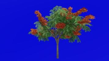 Tree flower animation - royal poinciana, flamboyant, phoenix flower, flame of the forest, flame tree - delonix regia - green screen chroma key - orange b video