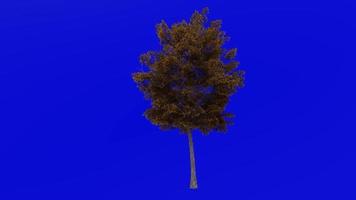 Tree Animation - lacebark elm - chinese elm - ulmus parvifolia - green screen chroma key - small 2a - autumn fall video