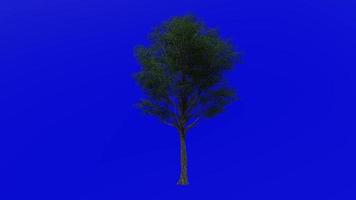 árvore fruta animação - postar carvalho - quercus Stellata - verde tela croma chave - ampla 1a - verão Primavera video