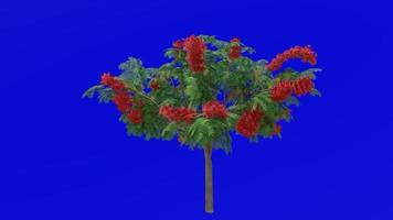 Tree flower animation - royal poinciana, flamboyant, phoenix flower, flame of the forest, flame tree - delonix regia - green screen chroma key - red 1d video