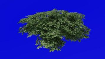 Tree animation - kermes oak tree - quercus coccifera - green screen chroma key - small 2c - summer spring video