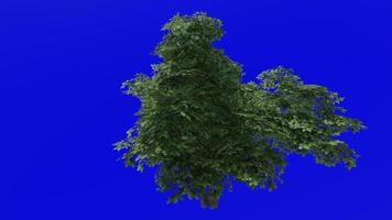 Tree animation - kermes oak tree - quercus coccifera - green screen chroma key - small 3b - summer spring video