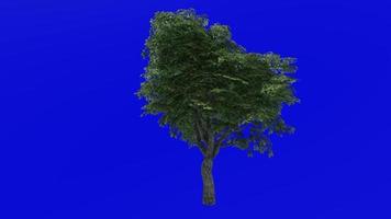 Tree animation - kermes oak tree - quercus coccifera - green screen chroma key - menidum 1b - summer spring video